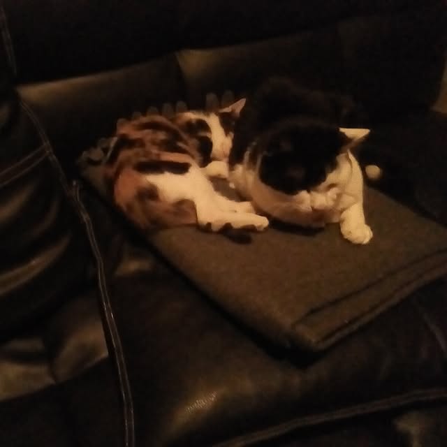catloveさんの部屋