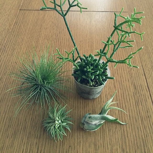 kazuさんの実例写真