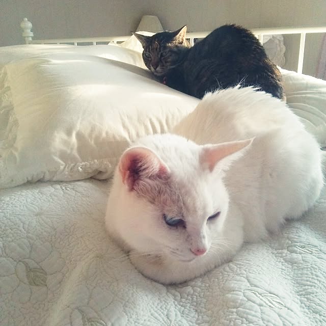 sakuraさんの実例写真