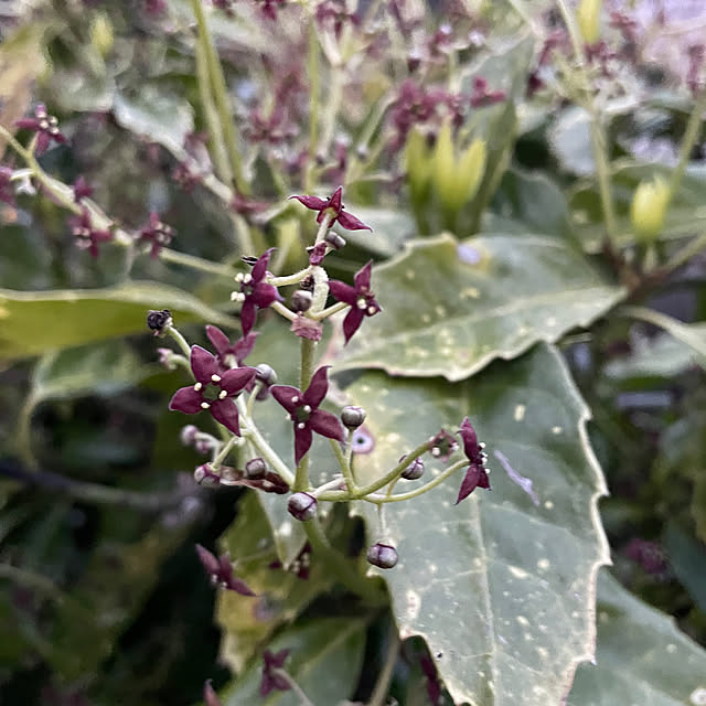 植物/小さい花/赤い花/玄関/入り口のインテリア実例 - 2023-04-05 22:33:26