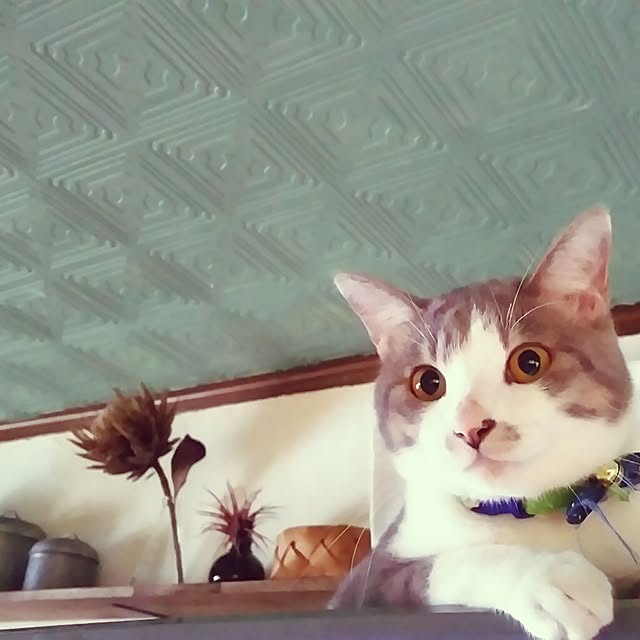 kurumiさんの実例写真
