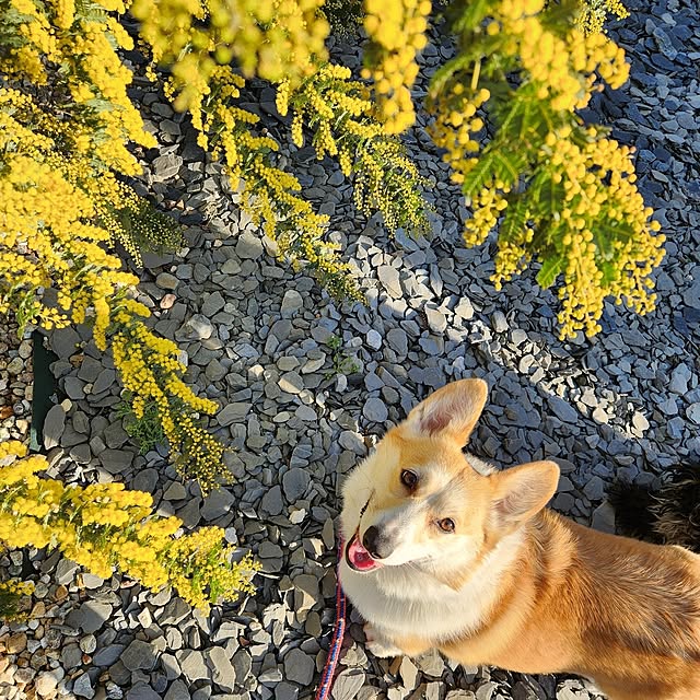 leonさんの実例写真