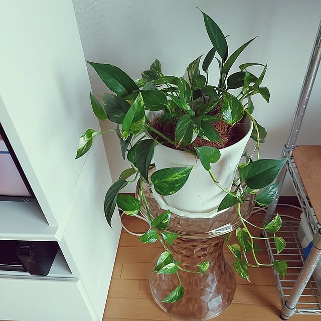 miyocoさんの実例写真