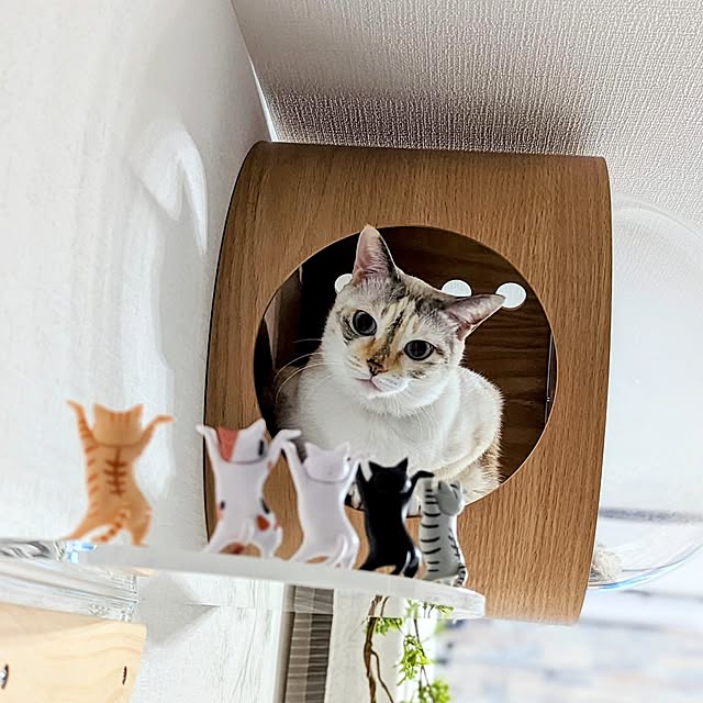 kohakuさんの実例写真