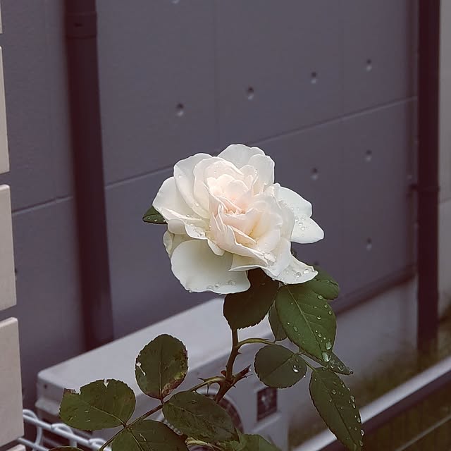 Bienvenueさんの部屋