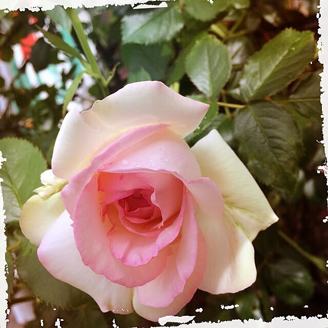 pink.heart.countryさんの実例写真