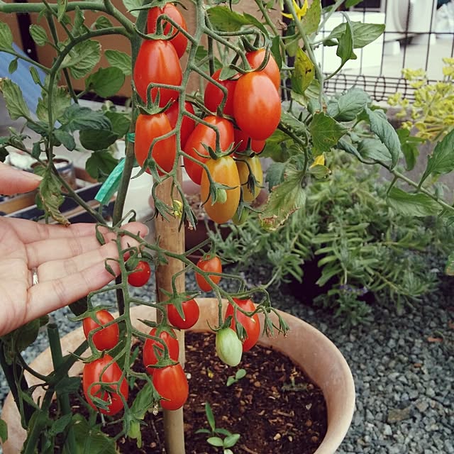 geshikoさんの実例写真