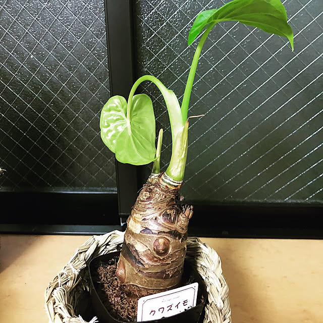 Hitomiさんの実例写真