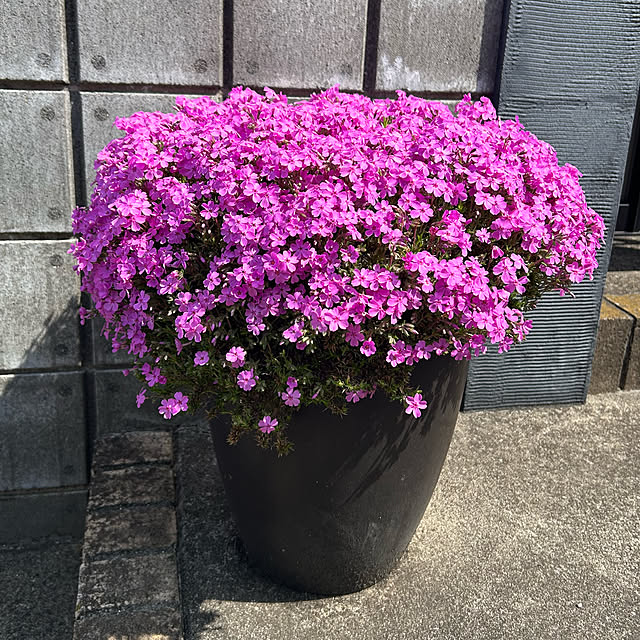 kuroさんの部屋
