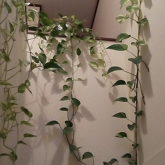 mariagardenさんの実例写真