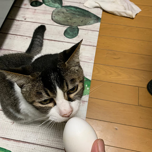 tekocyanさんの部屋