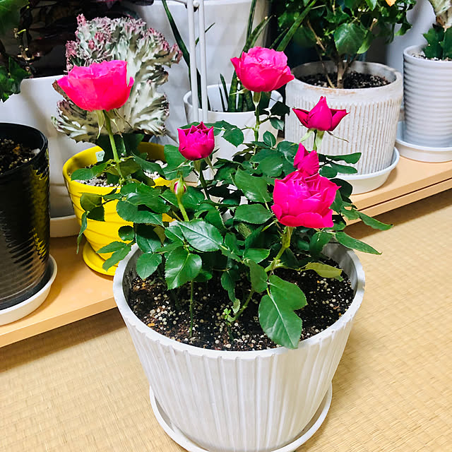 hanachanさんの実例写真