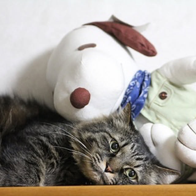 shigurenekoさんの実例写真