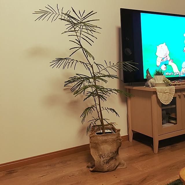 リビング/観葉植物/100均/ダイソーのインテリア実例 - 2015-12-17 21:33:29