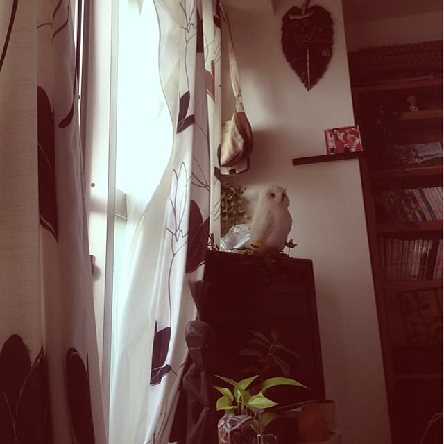 pekoさんの実例写真