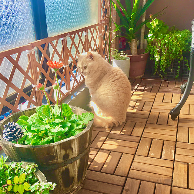naokoさんの部屋