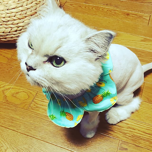 momoさんの実例写真