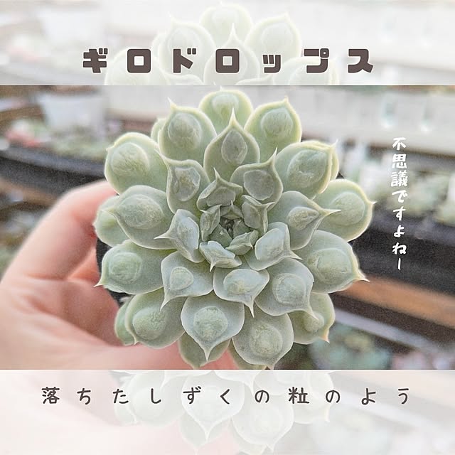 saichanさんの実例写真
