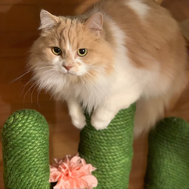 maruさんの実例写真