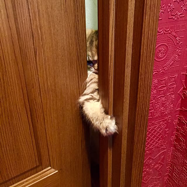 butachanさんの実例写真