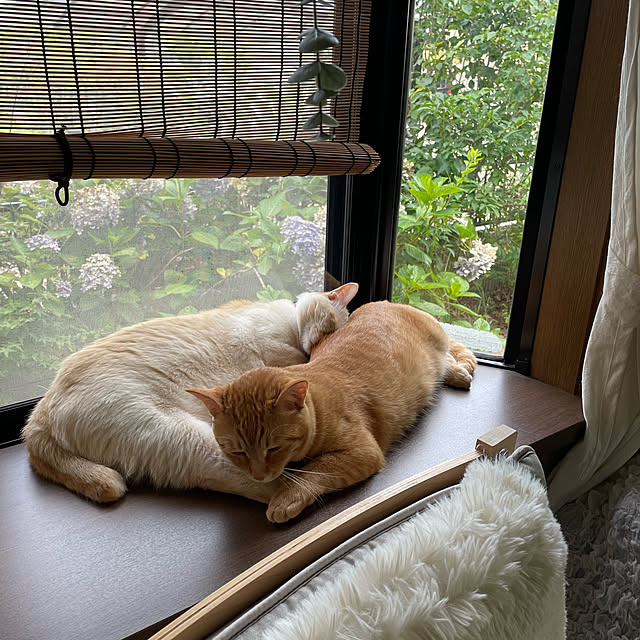 himetanさんの実例写真