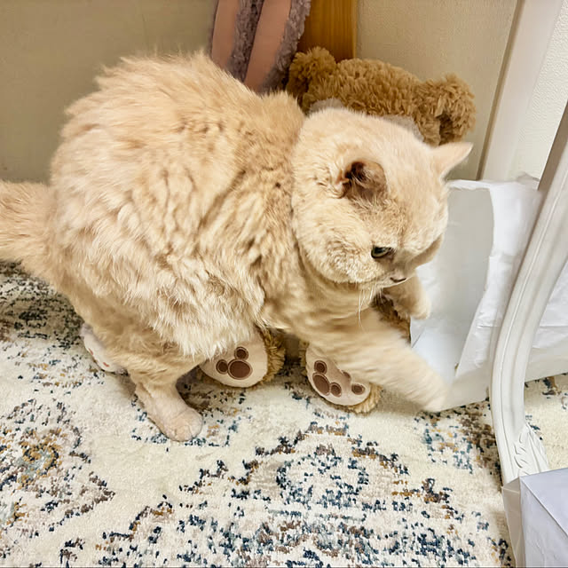 naokoさんの実例写真