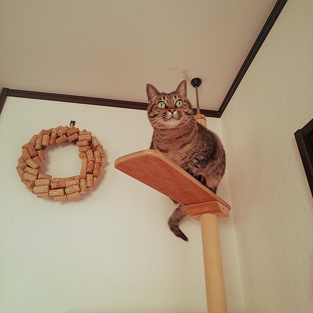 komugiさんの実例写真