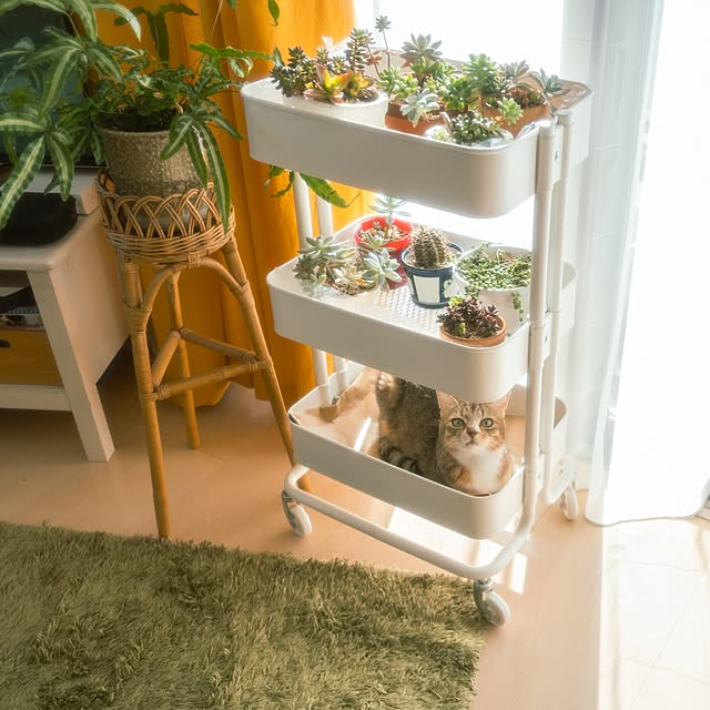 猫と暮らす/猫のいる暮らし/多肉植物/多肉植物のある暮らし/RASHULT...などのインテリア実例 - 2022-03-27 11:48:51