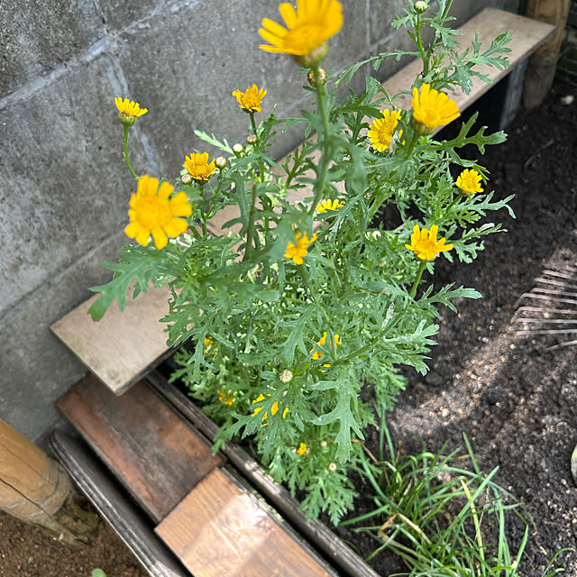 chiechanさんの部屋
