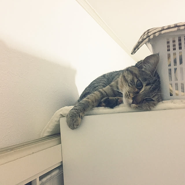 yuucharopiさんの実例写真
