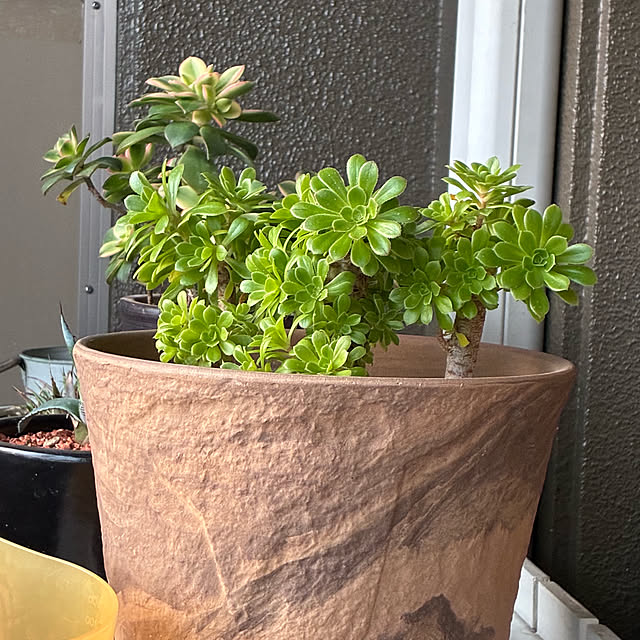 koshiregutyoさんの部屋