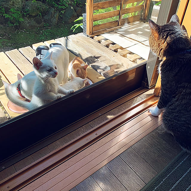 simayaさんの実例写真
