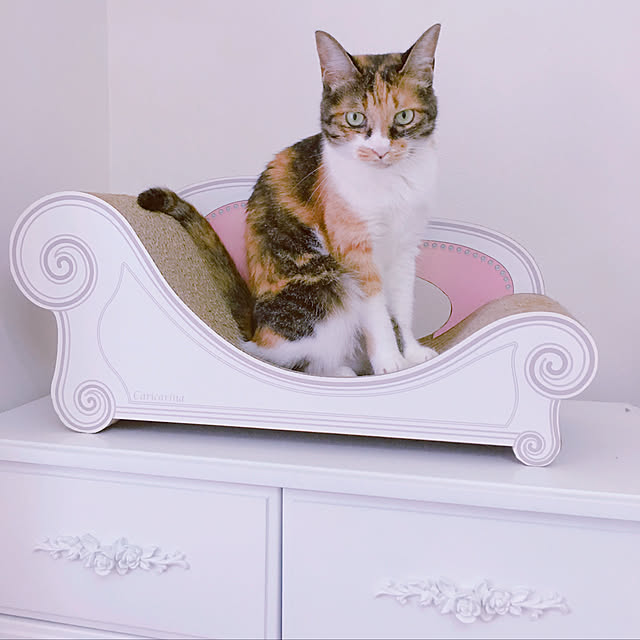 棚/ねこ部/ねこと暮らす。/ねこ/ねこのいる日常...などのインテリア実例 - 2018-08-25 19:46:19