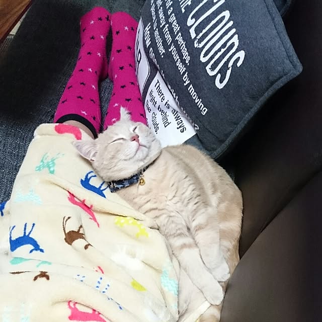 yukiさんの実例写真