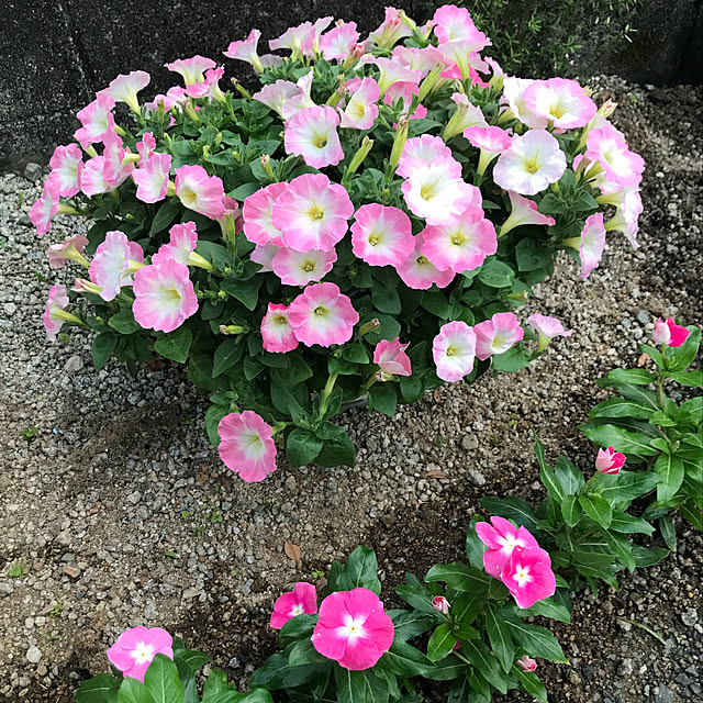 emikoさんの実例写真