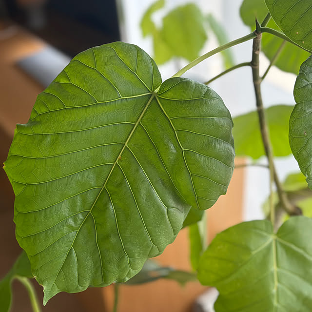 Anthuriumさんの部屋