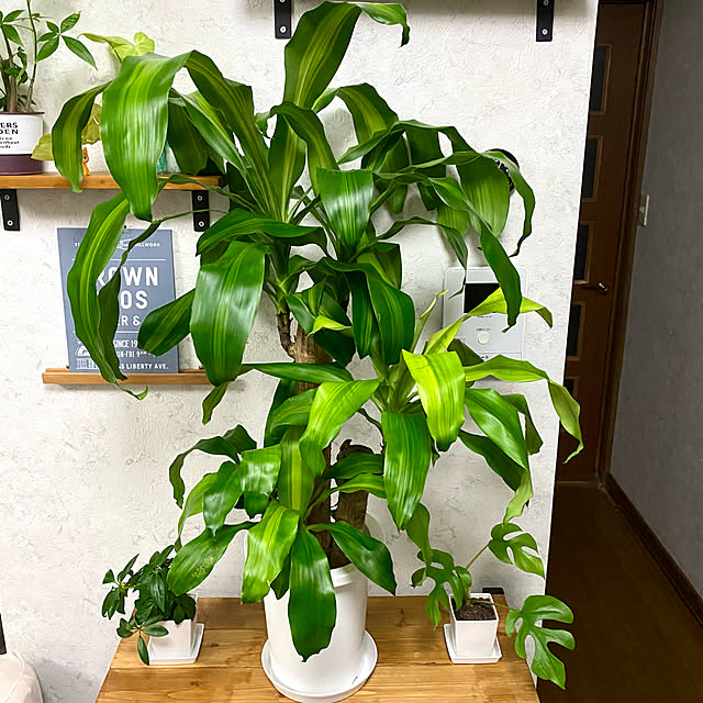 Yoshiさんの実例写真