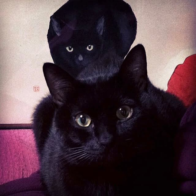 LoveCatさんの実例写真