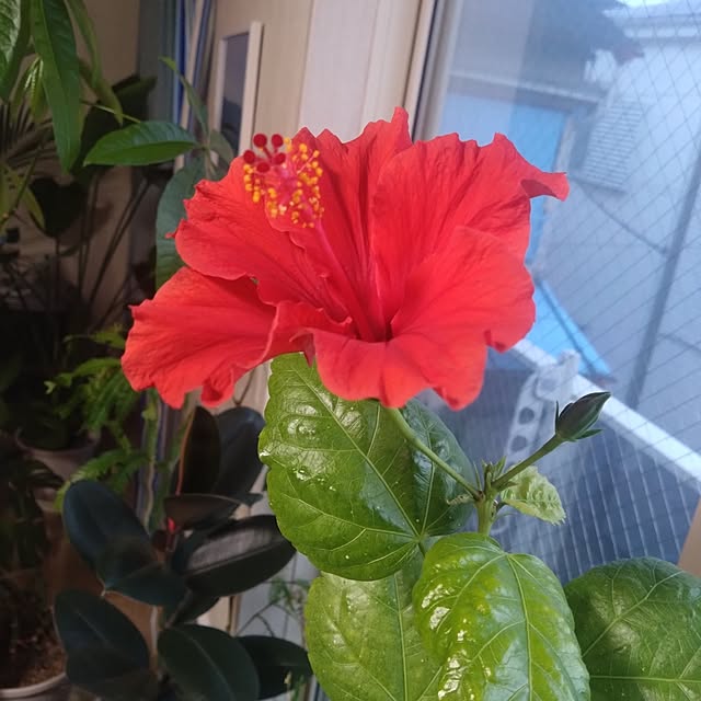 NAOKIさんの部屋