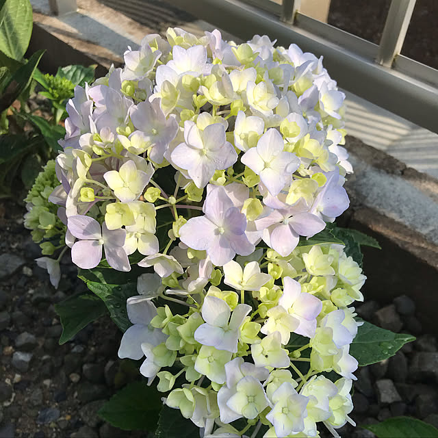 Cocoaさんの実例写真