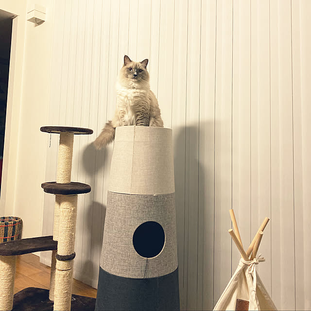 ne-coさんの実例写真