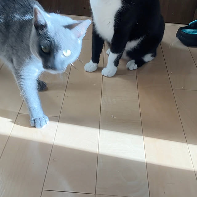 nekoさんの部屋