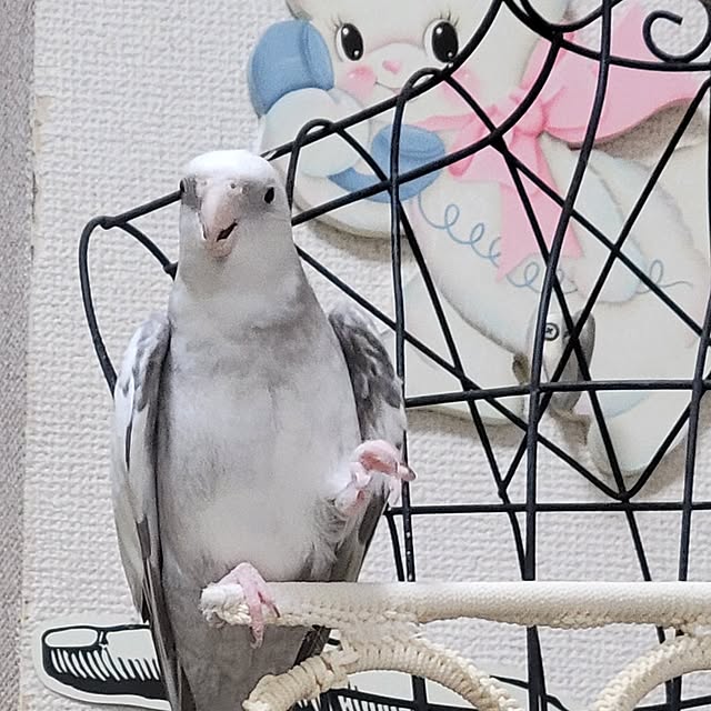 ANTENNAさんの実例写真