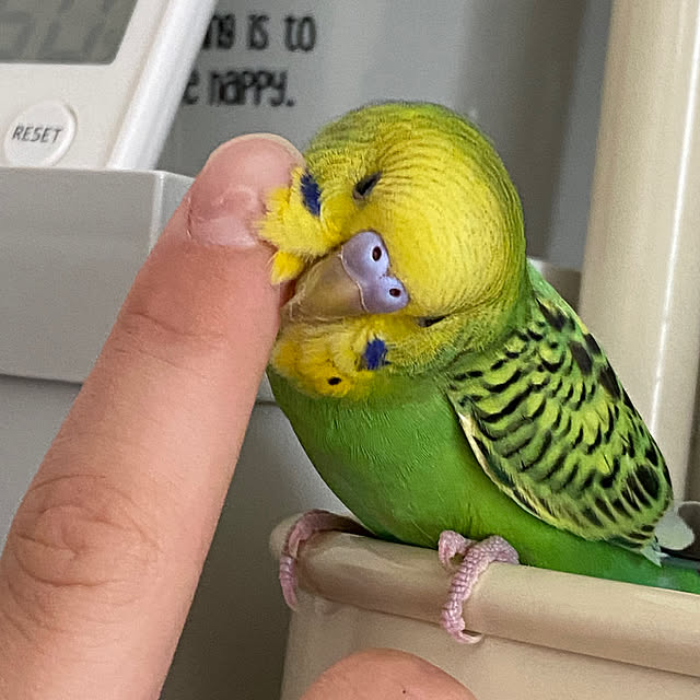 ohanaさんの実例写真
