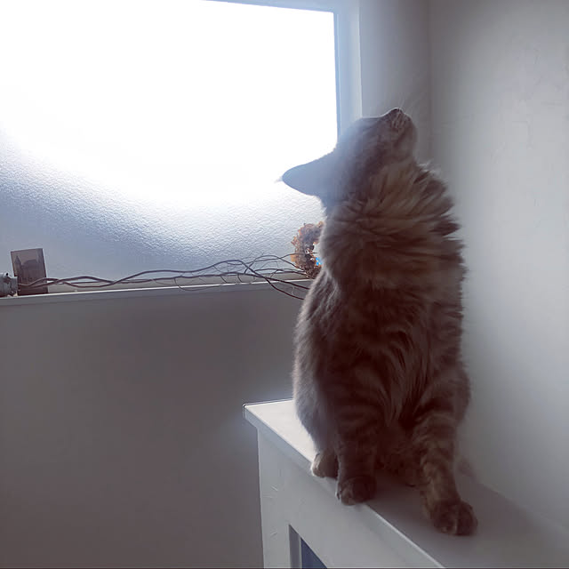 mayumiさんの実例写真