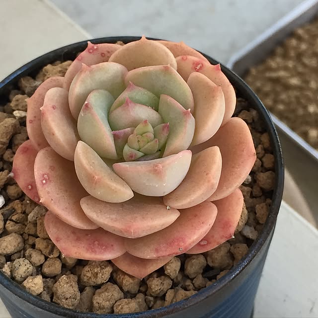 玄関/入り口/多肉植物/リメ缶/ガーデニングのインテリア実例 - 2017-02-26 11:51:33