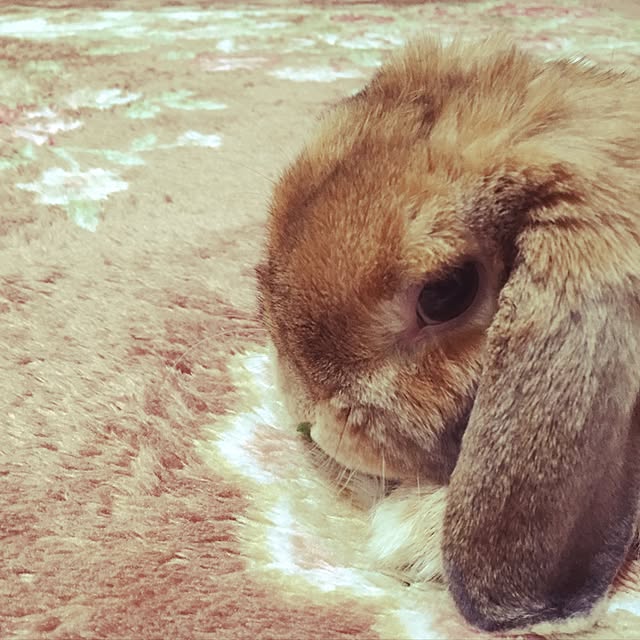 mimiさんの実例写真