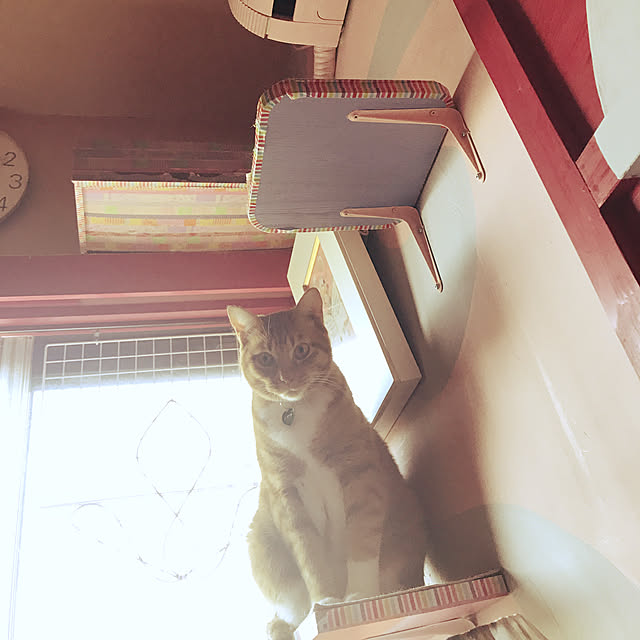 kimishigureさんの実例写真