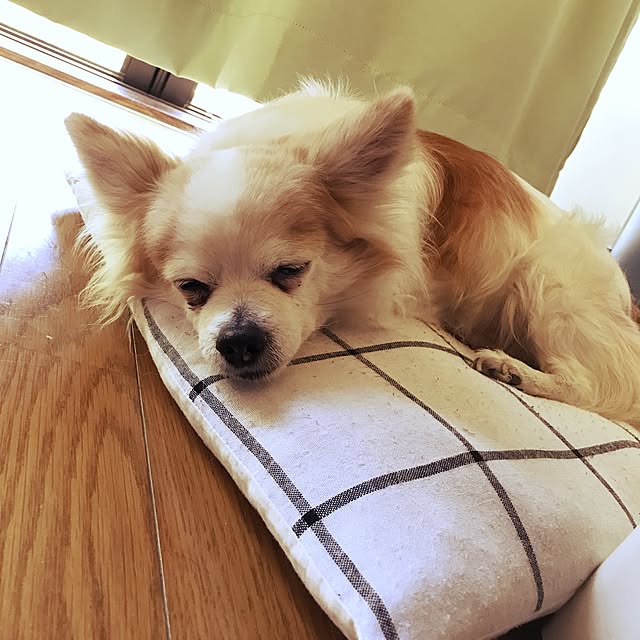 seroriさんの実例写真