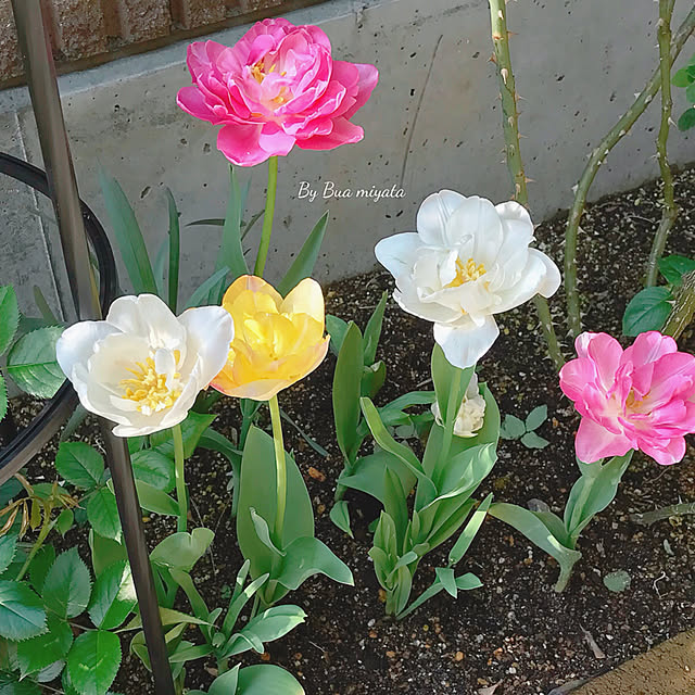 Buaさんの実例写真